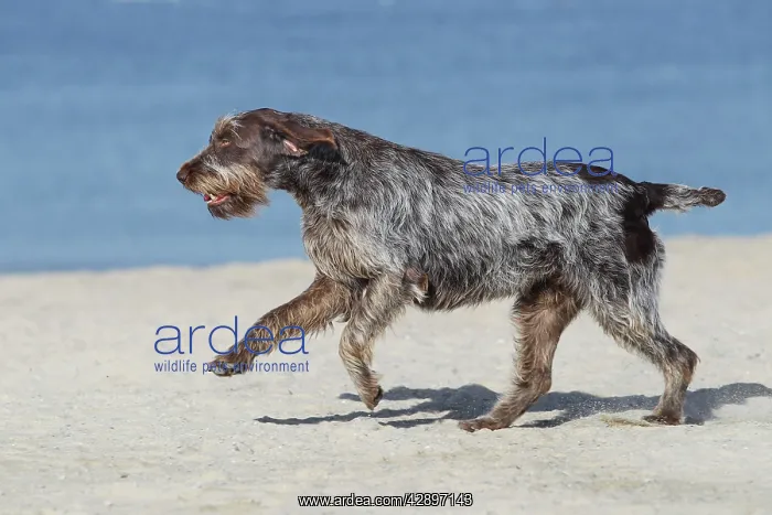  : Dog - Korthal Griffon - on beach running