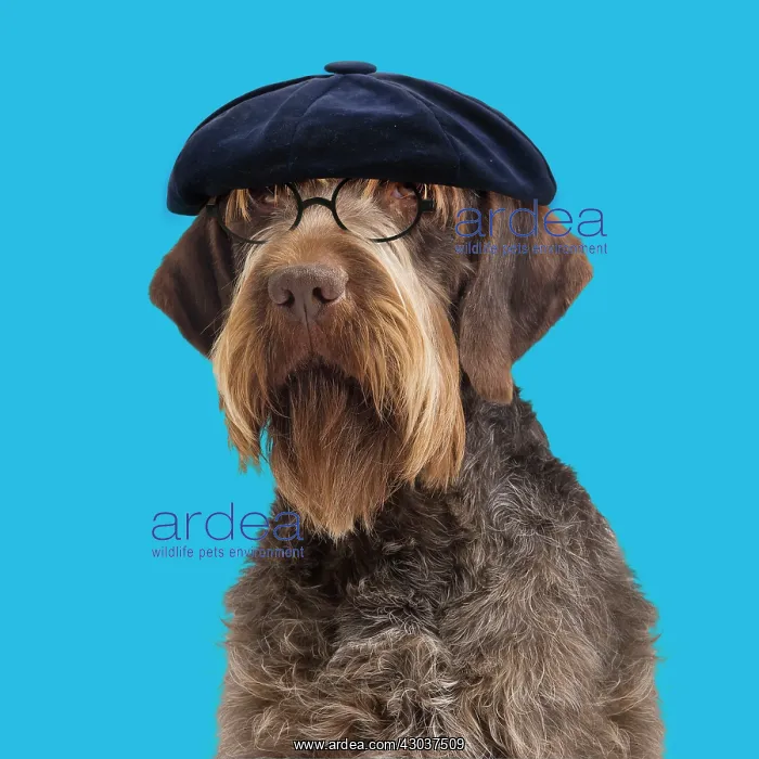 : Dog - Korthal Griffon - wearing hat and glasses : Dog - Korthal Griffon - wearing hat and glasses