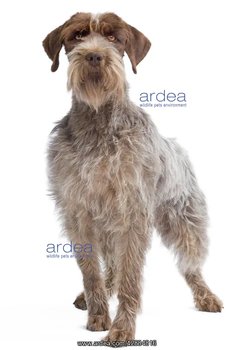: Dog - Korthal Griffon / Wire-haired Pointing Griffon : Dog - Korthal Griffon / Wire-haired Pointing Griffon