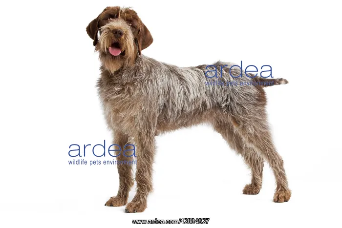 : Dog - Korthal Griffon / Wire-haired Pointing Griffon : Dog - Korthal Griffon / Wire-haired Pointing Griffon