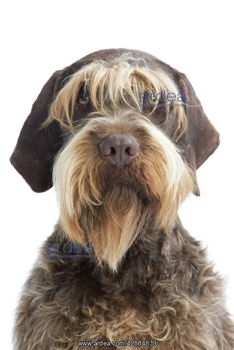 : Dog - Korthal Griffon / Wire-haired Pointing Griffon : Dog - Korthal Griffon / Wire-haired Pointing Griffon
