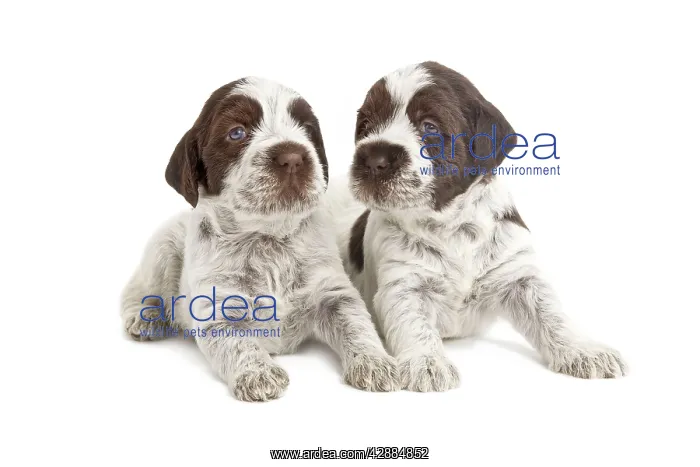 : Dog - Korthal Griffon / Wire-haired Pointing Griffon : Dog - Korthal Griffon / Wire-haired Pointing Griffon