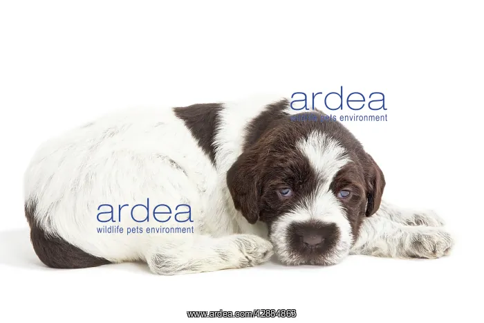 : Dog - Korthal Griffon / Wire-haired Pointing Griffon : Dog - Korthal Griffon / Wire-haired Pointing Griffon