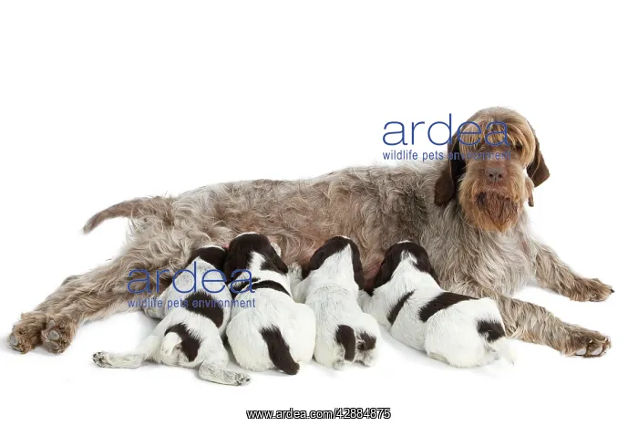 : Dog - Korthal Griffon / Wire-haired Pointing Griffon : Dog - Korthal Griffon / Wire-haired Pointing Griffon