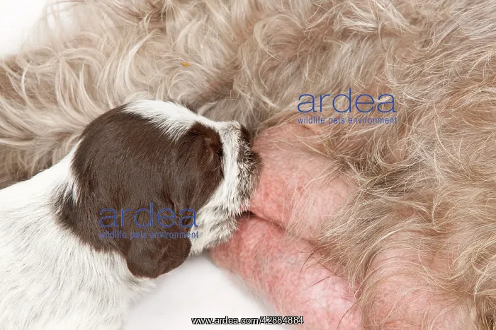 : Dog - Korthal Griffon / Wire-haired Pointing Griffon : Dog - Korthal Griffon / Wire-haired Pointing Griffon