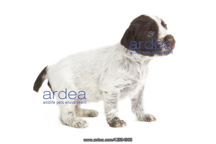 : Dog - Korthal Griffon / Wire-haired Pointing Griffon : Dog - Korthal Griffon / Wire-haired Pointing Griffon