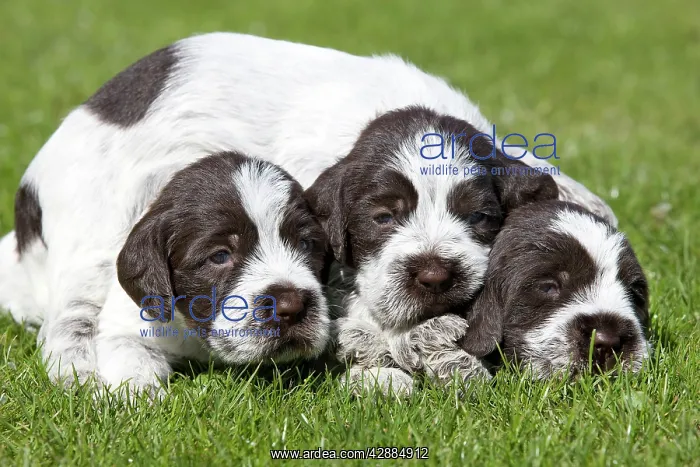 : Dog - Korthal Griffon / Wire-haired Pointing Griffon : Dog - Korthal Griffon / Wire-haired Pointing Griffon