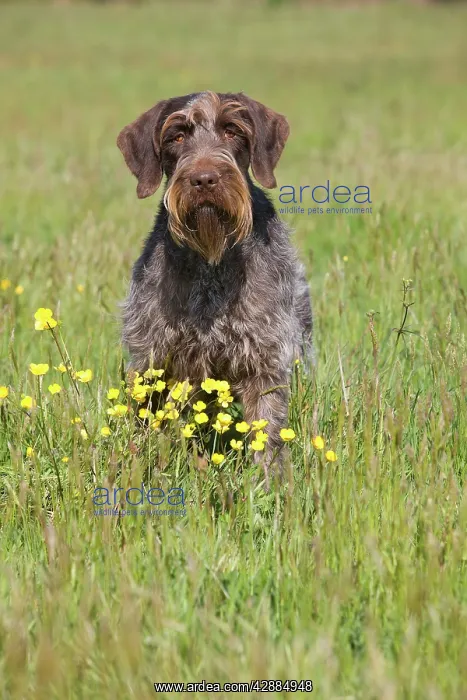 : Dog - Korthal Griffon / Wire-haired Pointing Griffon : Dog - Korthal Griffon / Wire-haired Pointing Griffon