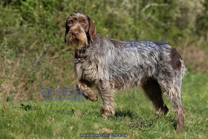 : Dog - Korthal Griffon / Wire-haired Pointing Griffon : Dog - Korthal Griffon / Wire-haired Pointing Griffon