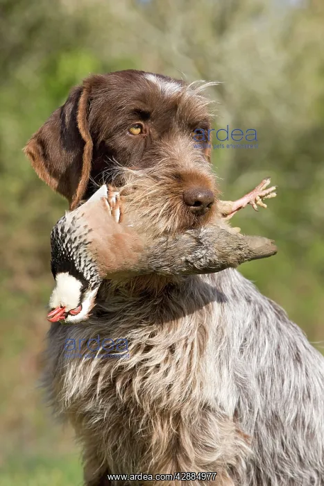 : Dog - Korthal Griffon / Wire-haired Pointing Griffon : Dog - Korthal Griffon / Wire-haired Pointing Griffon