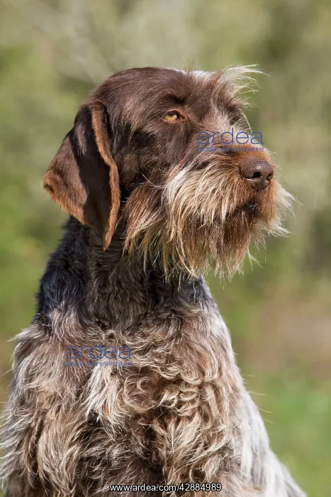 : Dog - Korthal Griffon / Wire-haired Pointing Griffon : Dog - Korthal Griffon / Wire-haired Pointing Griffon