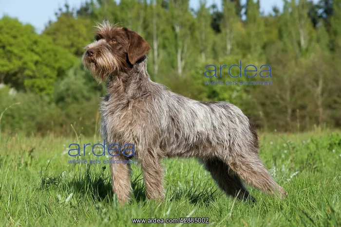 : Dog - Korthal Griffon / Wire-haired Pointing Griffon : Dog - Korthal Griffon / Wire-haired Pointing Griffon