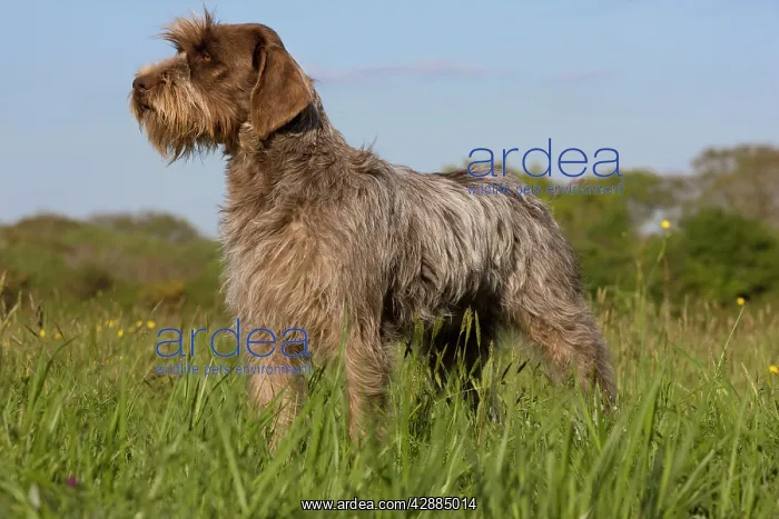 : Dog - Korthal Griffon / Wire-haired Pointing Griffon : Dog - Korthal Griffon / Wire-haired Pointing Griffon
