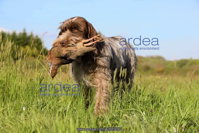 : Dog - Korthal Griffon / Wire-haired Pointing Griffon : Dog - Korthal Griffon / Wire-haired Pointing Griffon