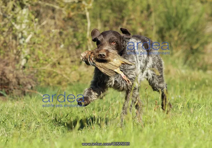 : Dog - Korthal Griffon / Wire-haired Pointing Griffon : Dog - Korthal Griffon / Wire-haired Pointing Griffon