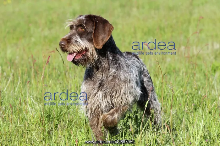 : Dog - Korthal Griffon / Wire-haired Pointing Griffon : Dog - Korthal Griffon / Wire-haired Pointing Griffon