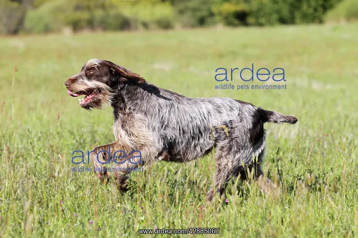 : Dog - Korthal Griffon / Wire-haired Pointing Griffon : Dog - Korthal Griffon / Wire-haired Pointing Griffon