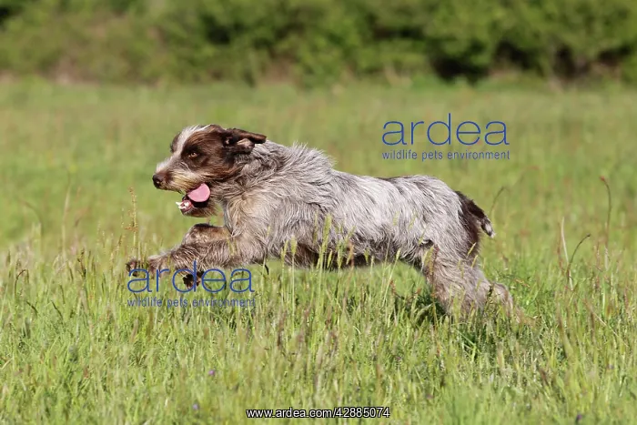 : Dog - Korthal Griffon / Wire-haired Pointing Griffon : Dog - Korthal Griffon / Wire-haired Pointing Griffon