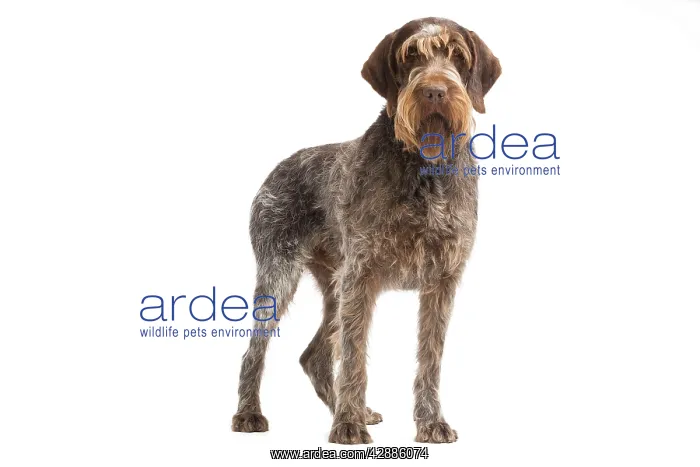 : Dog - Korthal Griffon / Wire-haired Pointing Griffon : Dog - Korthal Griffon / Wire-haired Pointing Griffon