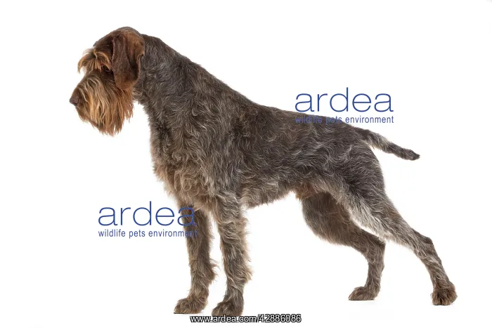 : Dog - Korthal Griffon / Wire-haired Pointing Griffon : Dog - Korthal Griffon / Wire-haired Pointing Griffon