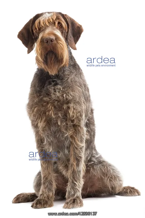  : Dog - Korthal Griffon  /  Wire-haired Pointing Griffon
