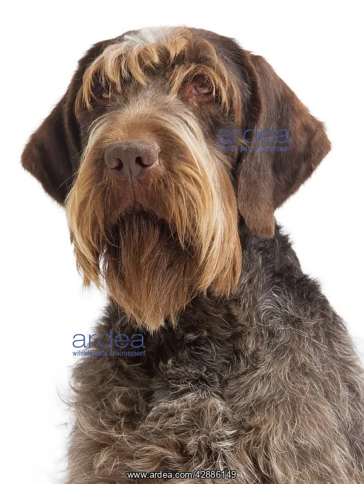 : Dog - Korthal Griffon / Wire-haired Pointing Griffon : Dog - Korthal Griffon / Wire-haired Pointing Griffon