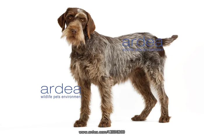 : Dog - Korthal Griffon / Wire-haired Pointing Griffon : Dog - Korthal Griffon / Wire-haired Pointing Griffon