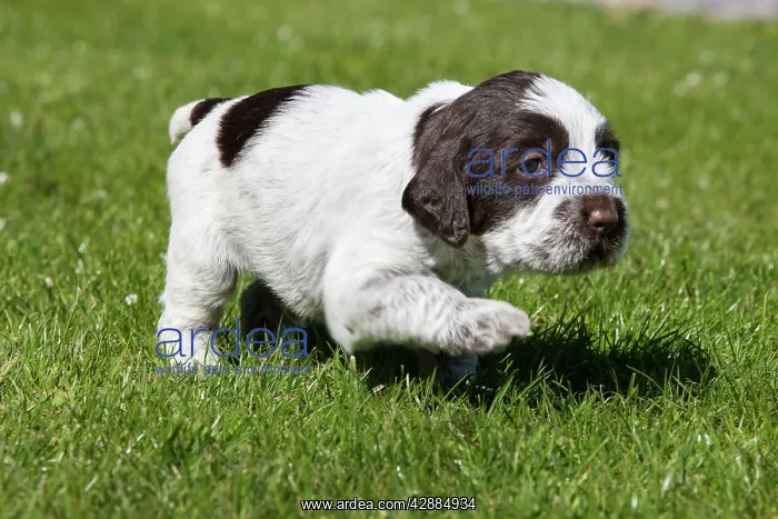 : Dog - Korthal Griffon / Wire-haired Pointing Griffon - puppy : Dog - Korthal Griffon / Wire-haired Pointing Griffon - puppy