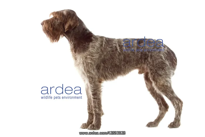 : Dog - Korthals Griffon / wire-haired Pointing Griffon : Dog - Korthals Griffon / wire-haired Pointing Griffon