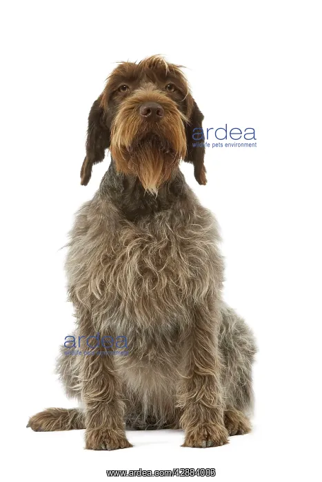 : Dog - Korthals Griffon / wire-haired Pointing Griffon : Dog - Korthals Griffon / wire-haired Pointing Griffon