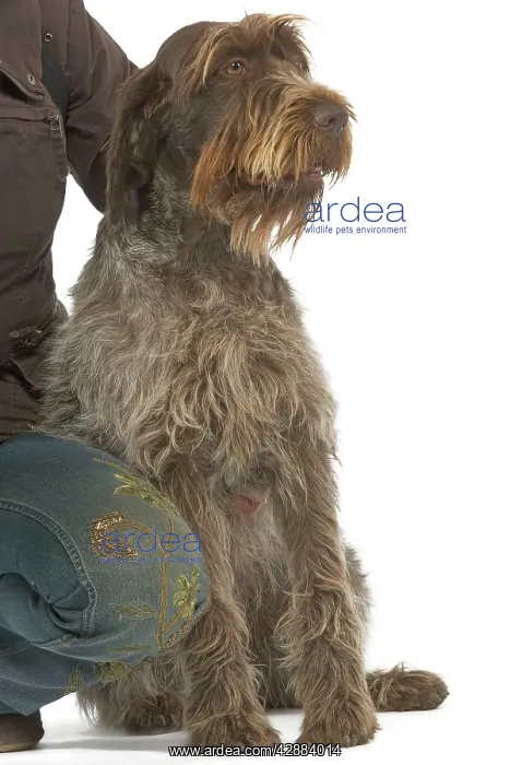 : Dog - Korthals Griffon / wire-haired Pointing Griffon : Dog - Korthals Griffon / wire-haired Pointing Griffon