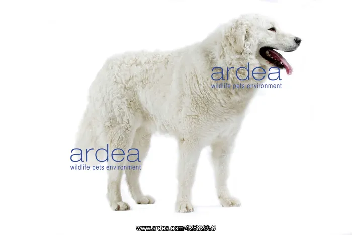  : Dog - Kuvasz - in studio
