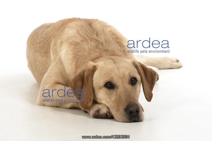 : DOG. Labardor, on white, studio : DOG. Labardor, on white, studio