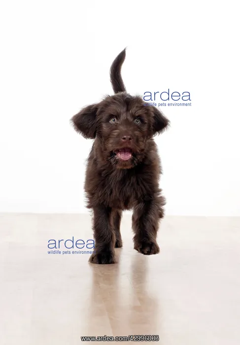 : Dog - Labradoodle 10 week old puppy : Dog - Labradoodle 10 week old puppy