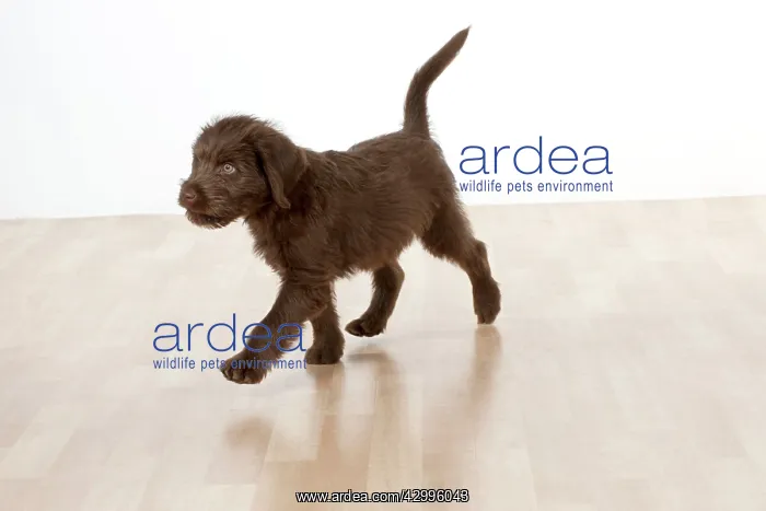 : Dog - Labradoodle 10 week old puppy : Dog - Labradoodle 10 week old puppy