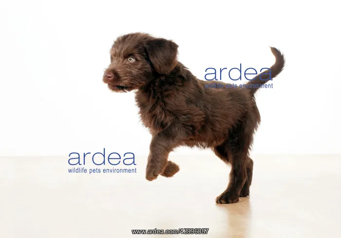 : Dog - Labradoodle 10 week old puppy : Dog - Labradoodle 10 week old puppy