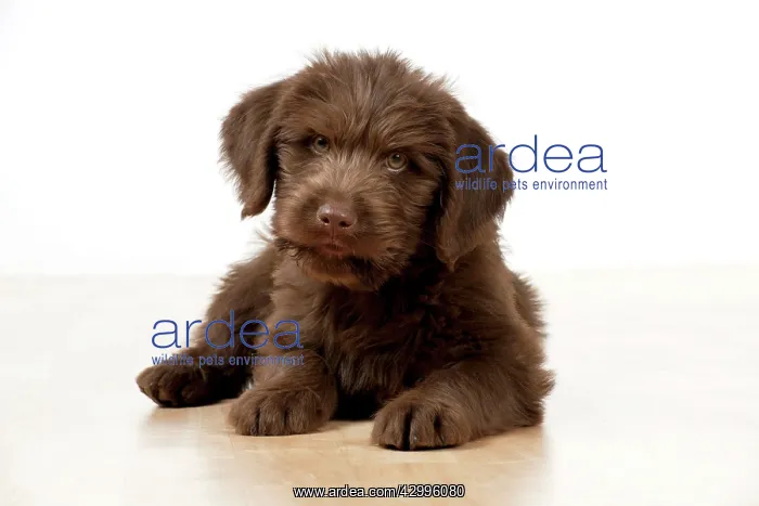 : Dog - Labradoodle 10 week old puppy : Dog - Labradoodle 10 week old puppy