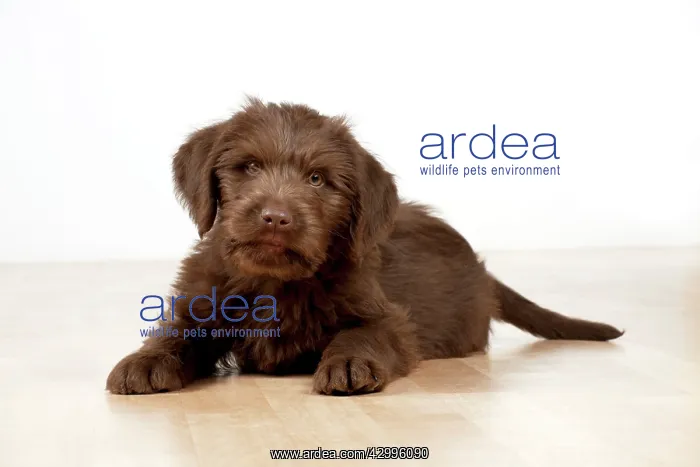 : Dog - Labradoodle 10 week old puppy : Dog - Labradoodle 10 week old puppy