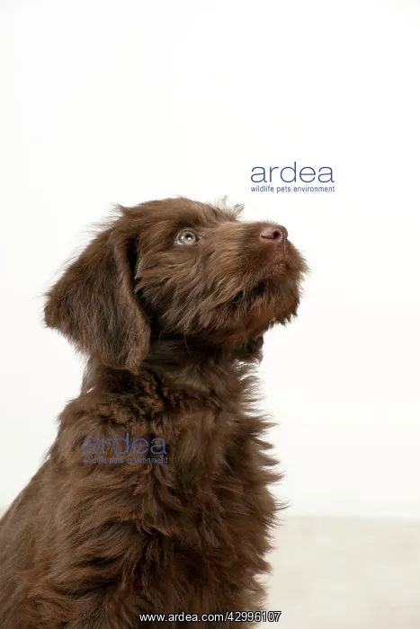 : Dog - Labradoodle 10 week old puppy : Dog - Labradoodle 10 week old puppy