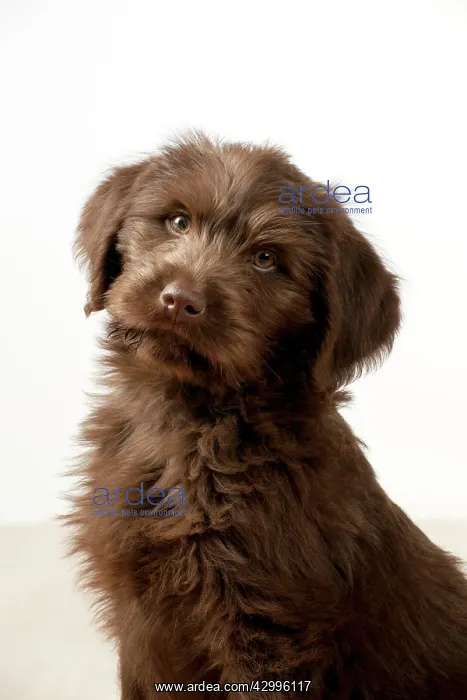  : Dog - Labradoodle 10 week old puppy