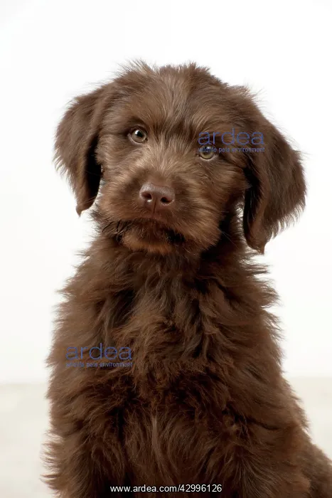 : Dog - Labradoodle 10 week old puppy : Dog - Labradoodle 10 week old puppy