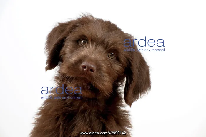 : Dog - Labradoodle 10 week old puppy : Dog - Labradoodle 10 week old puppy