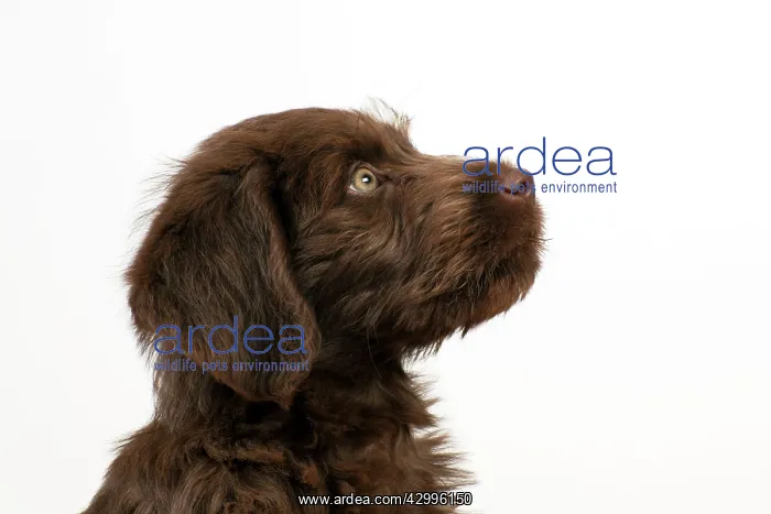 : Dog - Labradoodle 10 week old puppy : Dog - Labradoodle 10 week old puppy