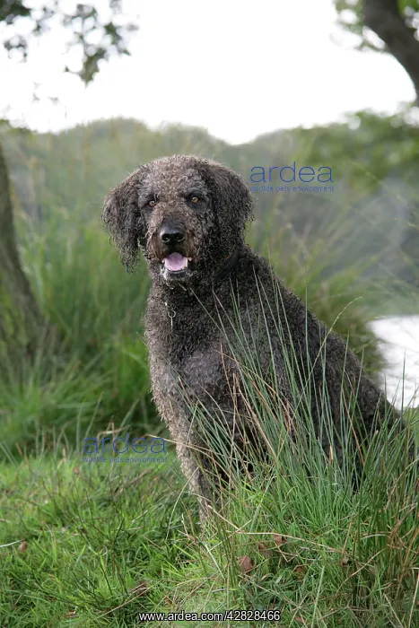 : Dog - Labradoodle : Dog - Labradoodle
