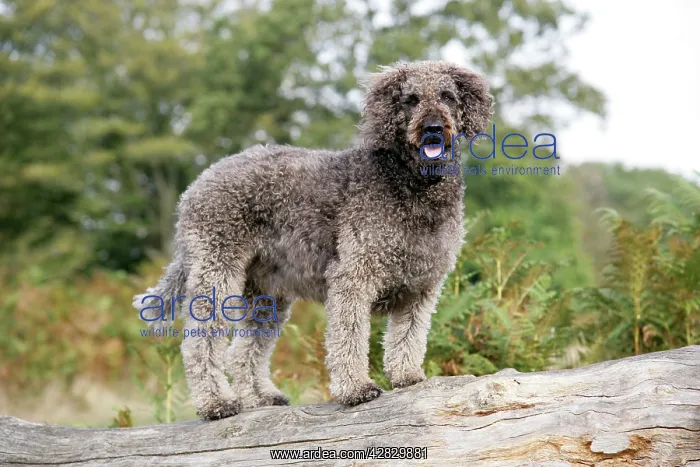 : Dog - Labradoodle : Dog - Labradoodle