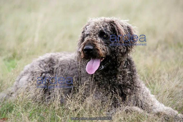 : Dog - Labradoodle : Dog - Labradoodle