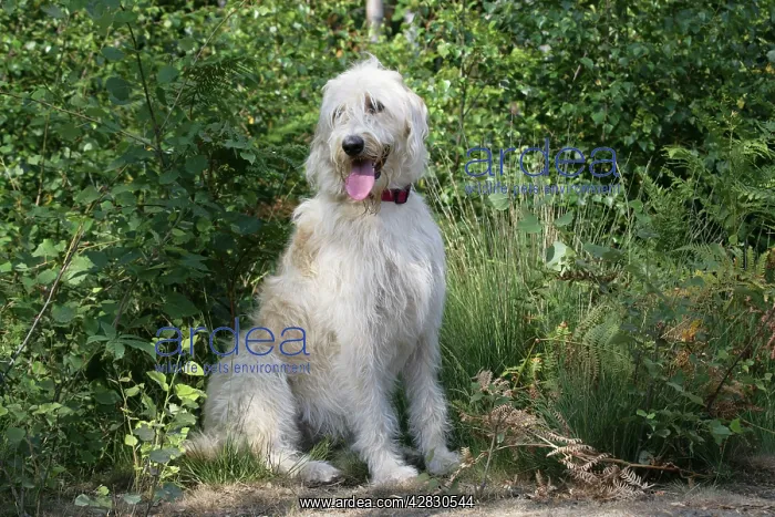 : Dog - Labradoodle : Dog - Labradoodle
