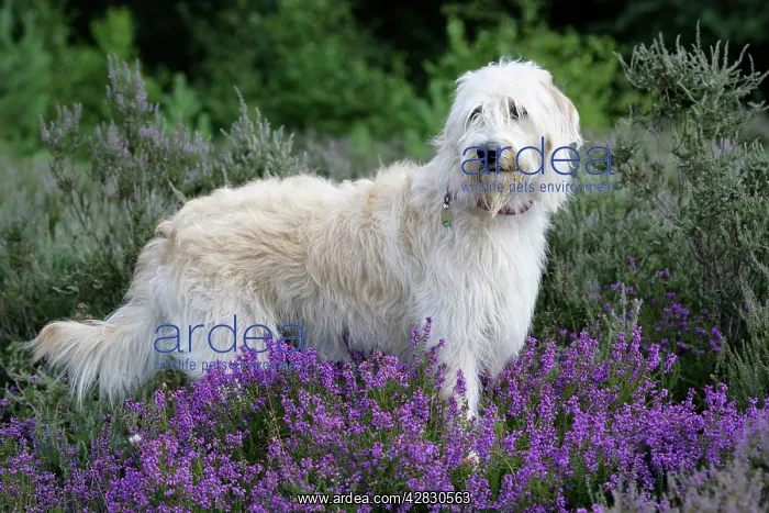 : Dog - Labradoodle : Dog - Labradoodle