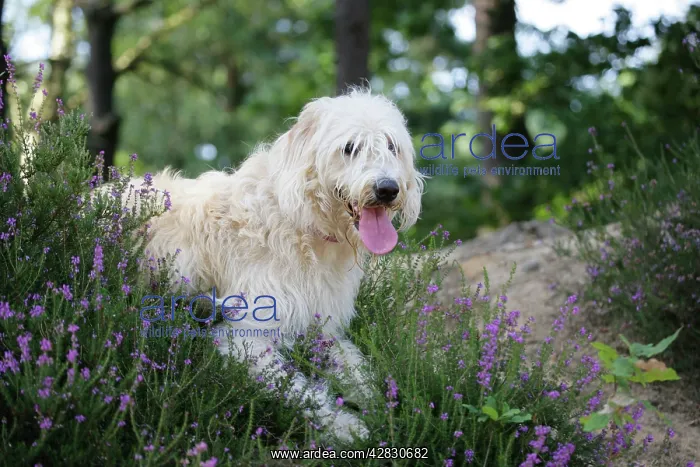 : Dog - Labradoodle : Dog - Labradoodle