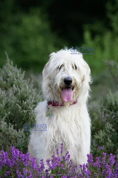  : Dog - Labradoodle